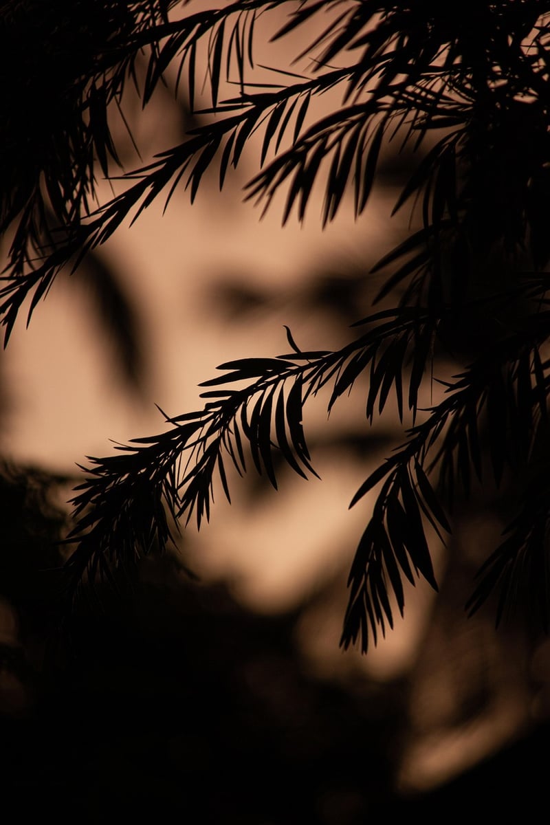 Botanical Outlines