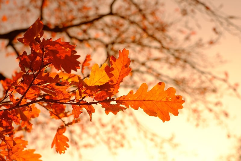 Foliage Designs