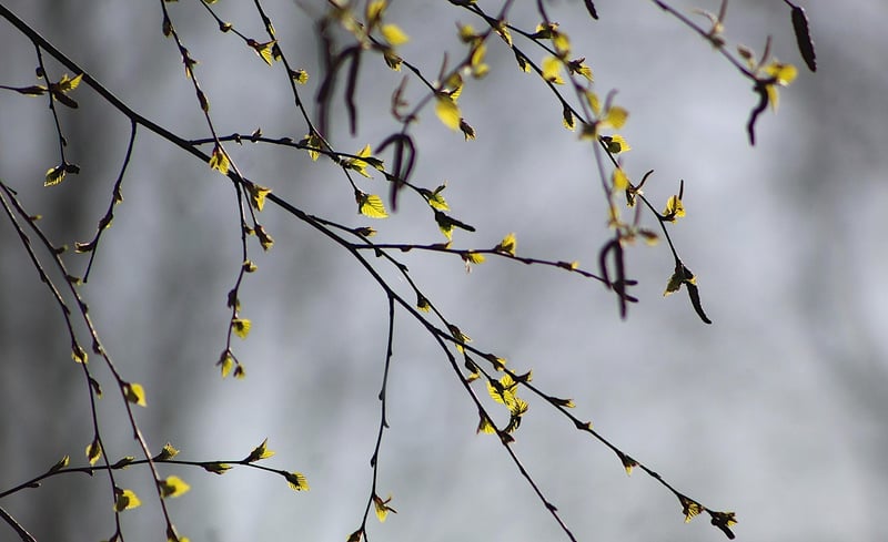 Foliage Design