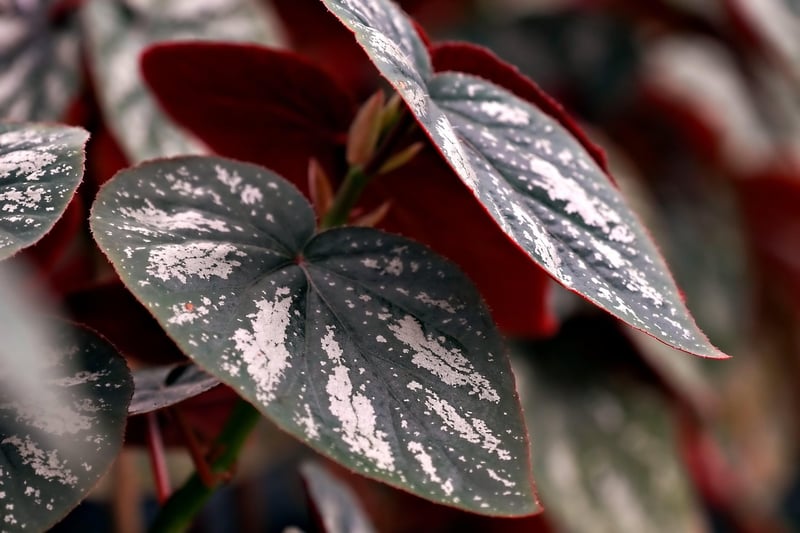 Nature-Inspired Pattern